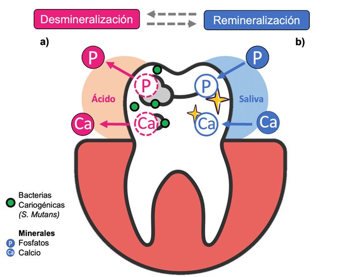La Importancia de la Dieta en la Prevención de la Caries